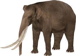 Image result for Steganotaenia hockii