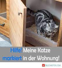 wenn die katze in der wohnung markiert ist das oft ein echtes problem nicht nur fur dich sondern auch fur deine katze m katze stubenrein stubenrein katzen