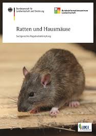 Dabei genügt mäusen bereits ein winkel, der ungestört ist. Ratten Und Hausmause Sachgerechte Nagetierbekampfung Nutztiere Landwirtschaft Ble Medienservice