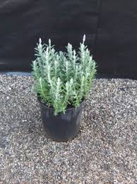 Image result for Lavandula dentata