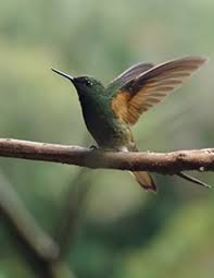 Obituary information for Florence Edith Frederick