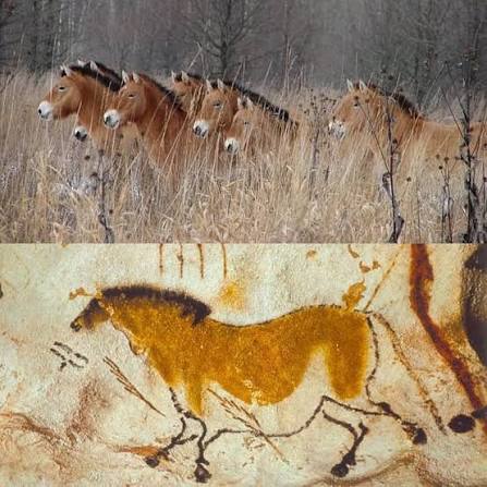 archaeologysaw | A herd of wild Przhevalsky horses in the Chernobyl  exclusion zone. Photograph: Tatyana Deryabina/University of Porthmouth. The  Przewalski... | Instagram