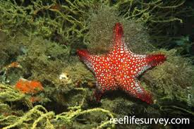 Image result for Pentanisia sykesii