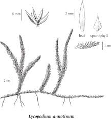 Image result for Lycopodium