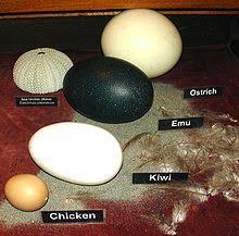 Compare The Sizes Of Eggs Of Ostrich Emu Kiwi And Chicken