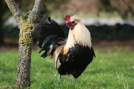Home of backyard & exhibition poultry in australia and new zealand. Biohazardous Backyard Chickens Worms Germs Blog