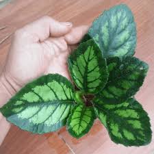 Image result for Gesneriaceae