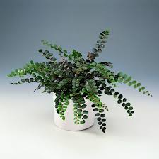 Image result for Pellaea doniana