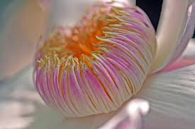 Image result for Manniella gustavi