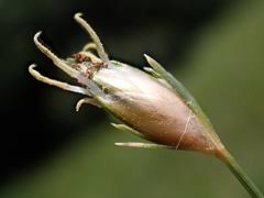 Image result for Abildgaardia ovata