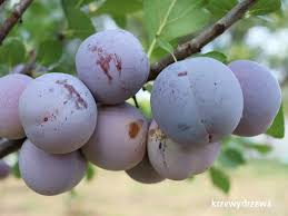 Image result for prunus domestica renkloda althana