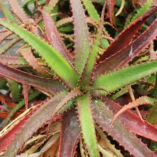 Image result for Aloe cameronii