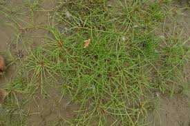 Image result for Isolepis prolifera