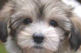 Our team of experts is here to help you choose a puppy that suits your lifestyle and. Havanese Puppies For Sale In Vermont Royal Flush Havanese
