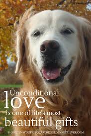 Gratefu The Unconditional Love Of A Dog Dogquote Goldenretriever Golden Retriever Puppy Quotes Dogs