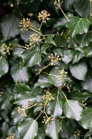 Image result for Hedera