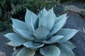 Image result for Agave