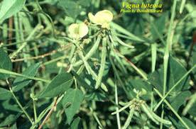 Image result for Vigna luteola