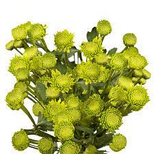 Fresh Green Chrysanthemum Button Flowers Globalrose