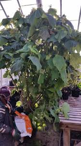 Image result for Sparrmannia