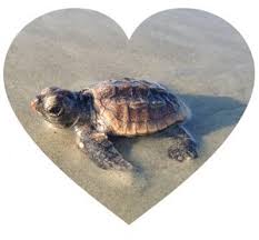Jun 08, 2021 · the loggerhead turtle's head keeps growing bigger as it gets older. Labor Of Love Sea Turtle Nests On Daufuskie Island Bluffton Com