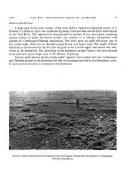 Image result for Sporobolus bechuanicus