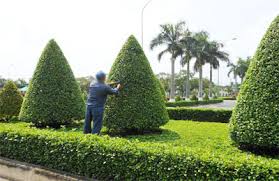 DỊCH VỤ CHĂM SÓC CÂY CẢNH SÂN VƯỜN GIÁ RẺ TẠI TPHCM
