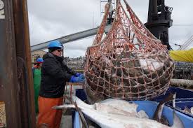 Pacific Halibut And Sablefish Individual Fishing Quota Ifq Program Noaa Fisheries