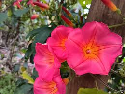Image result for Ipomoea chloroneura