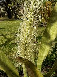 Image result for Sansevieria hyacinthoides