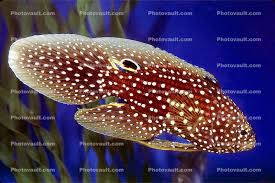 Marine betta fish are predators with a very interesting hunting technique. Marine Betta Grouper Calloplesiops Altivelis Perciformes Plesiopidae Images Photography Stock Pictures Archives Fine Art Prints
