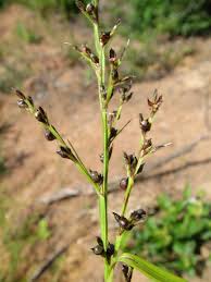 Image result for Scleria pooides
