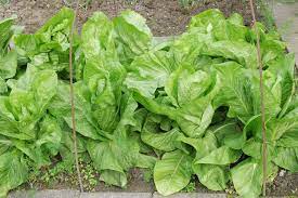 Check spelling or type a new query. Cichorium Intybus Var Foliosum