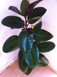 The name rubber originates from the material's ability to erase pencil marks; Ficus Elastica Rubber Plant Guide Our House Plants
