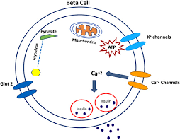 Some people can manage it through. Molecular And Cellular Bases Of Diabetes Focus On Type 2 Diabetes Mouse Model Tallyho Sciencedirect