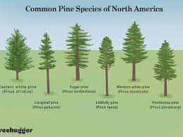 Check spelling or type a new query. 13 Most Common North American Pine Species