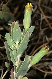 Image result for Hertia