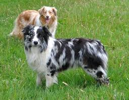 Australian Shepherds Australian Shepherd Facts Australian Shepherd Husky Mini Austr Australian Shepherd Australian Shepherd Dogs Australian Shepherd Puppies