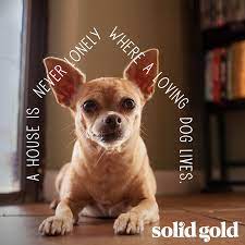 Connect Solid Gold Holistic Pet Products Holistic Pet Your Pet Dogs
