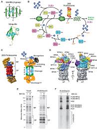 1 lorong 3/137c, off jalan kelang lama, 58000 kuala lumpur, malaysia. Frontiers Dynamic Regulation Of The 26s Proteasome From Synthesis To Degradation Molecular Biosciences