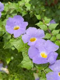 Image result for Thunbergia erecta