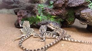For example, petsmart and petco sell bearded dragons for about $30 to $80. Baby Bearded Dragon Lizards Reptiles At Petco Store Pet Shop Lizard Licks Youtube