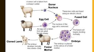 A clone is a genetically identical copy of an organism, and it may be naturally occurring or created in the lab. Genetic Technologies Genetic Engineering Cloning What Making An Exact Genetic Copy Of An Organism Why Medicine Stem Cells Farming Endangered Species Ppt Download