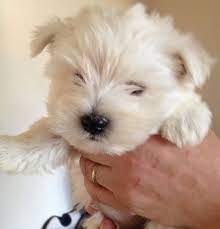 We did not find results for: Westie Puppies For Sale Stoke On Trent Staffordshire Pets4homes