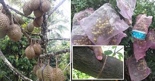 Buah durian belanda atau durian selat dan durian sayur mendapat permintaan tinggi sehingga sukar diperoleh. Kalau Ada Pokok Degil Tak Mahu Berbuah Cuba Buat Teknik Kelaran Hasilnya Memang Lebat Vanilla Kismis