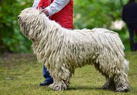 Image result for Komondor