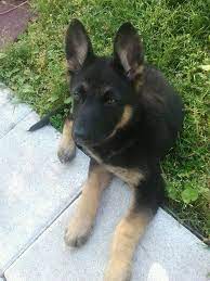 At 8 weeks old, german shepherd puppies should be fed three to four times per day. Ava At 10 Weeks Old German Shepherds Gsd Puppies German Shepherd Puppies Puppies