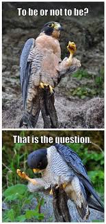 Falcon Shakespeare Funny Animal Photos Animal Captions Funny Animal Memes