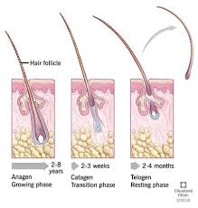 During this test, a small amount of hair is removed from your head. Hair Loss In Women Causes Treatment Prevention