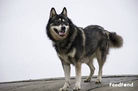 Husky German Shepherd Mix Dog Breed Guide For 2019